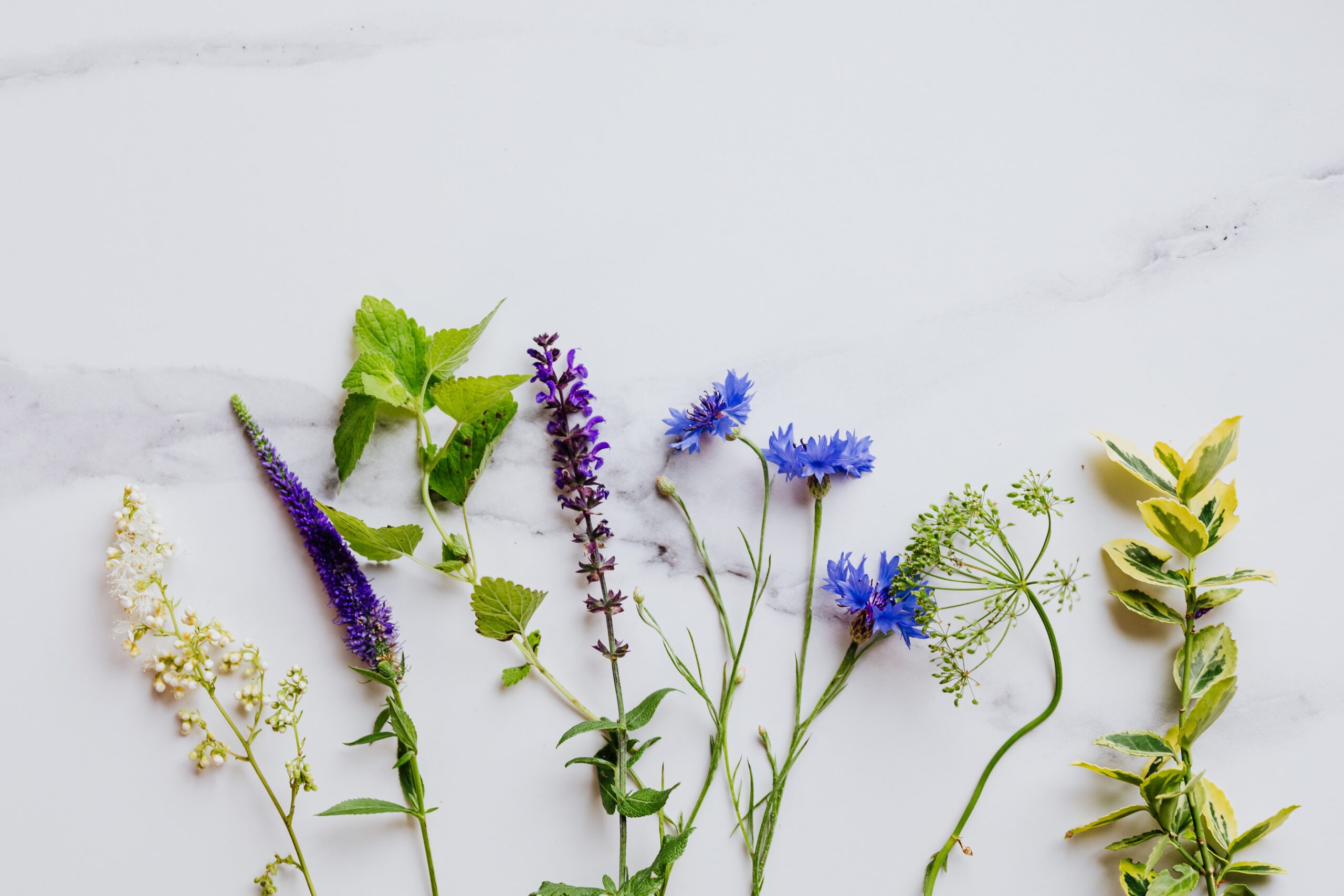 Ashwagandha im Ayurveda