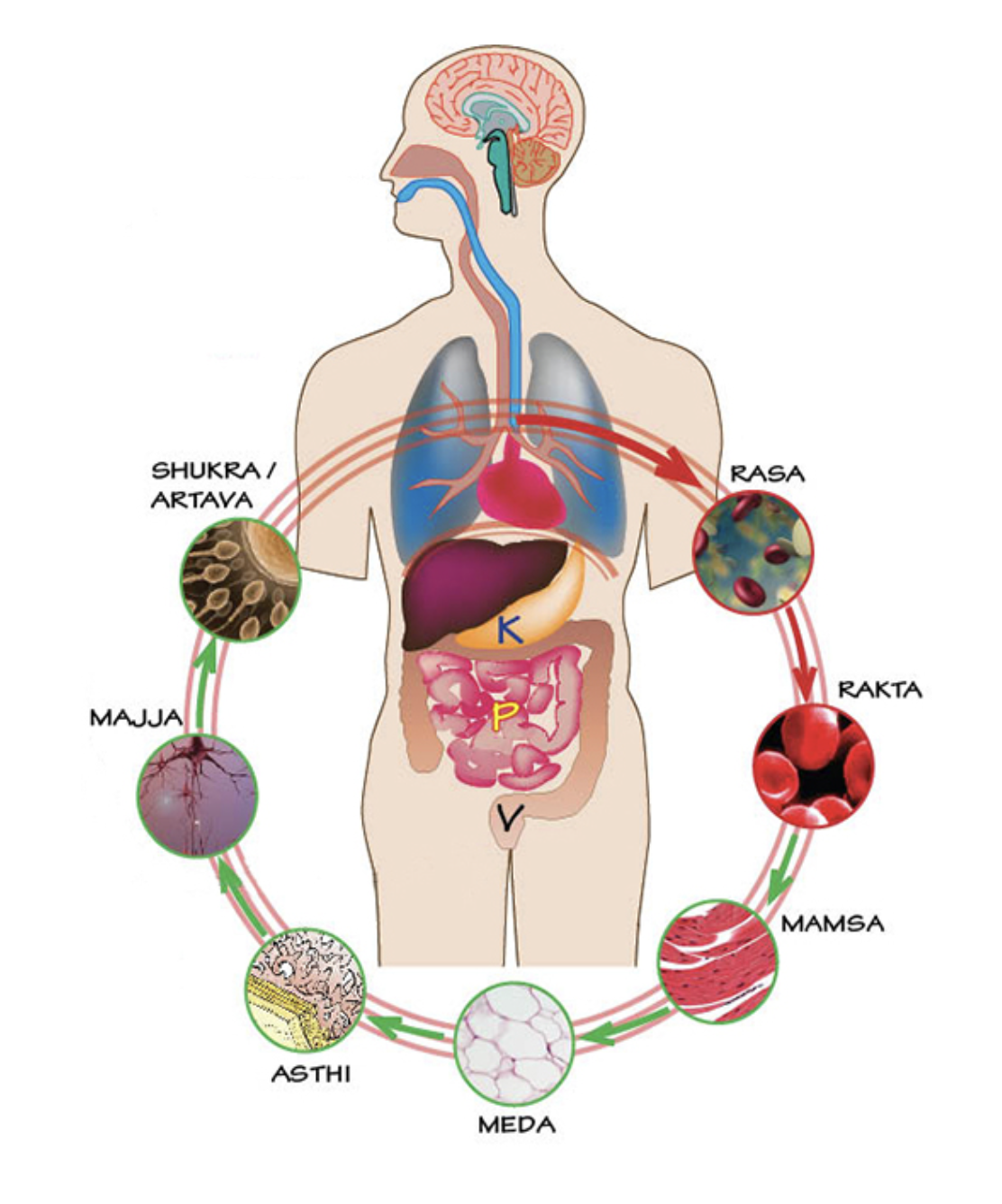 Die sieben Dhatus im Ayurveda Saptha Dathu